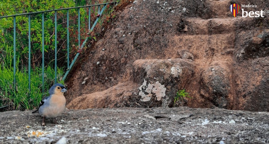 Quantos dias ficar na Madeira- Balcões Quantos dias ficar na Madeira- Balcões
